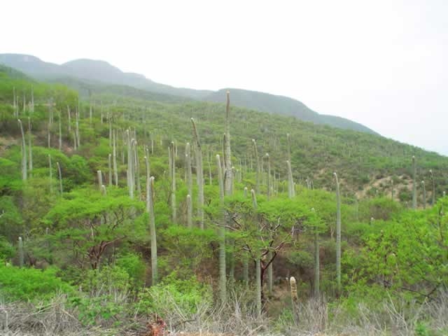  Forêt désertique.JPG 